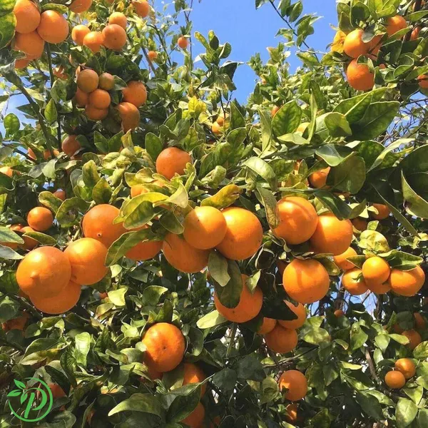 Sweet_Orange_Plant_-_Grafted_&_Perennial