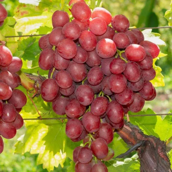 Red_Grapes_Plant_-_Grafted_&_Perennial