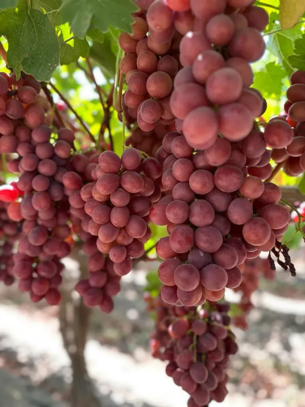 Red_Grapes_Plant_-_Grafted_&_Perennial
