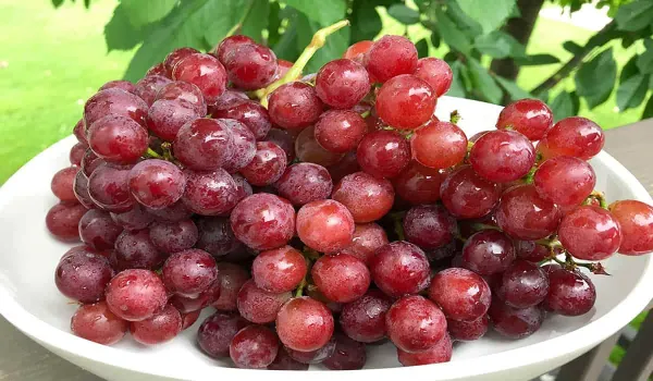 Red_Grapes_Plant_-_Grafted_&_Perennial