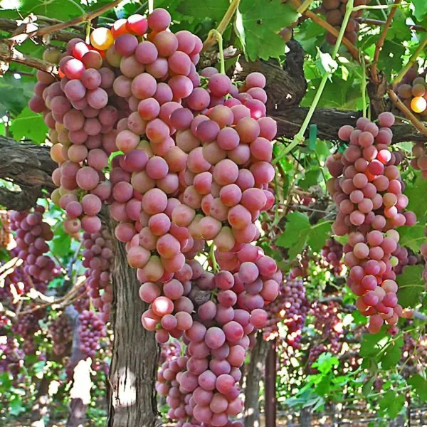 Red_Grapes_Plant_-_Grafted_&_Perennial