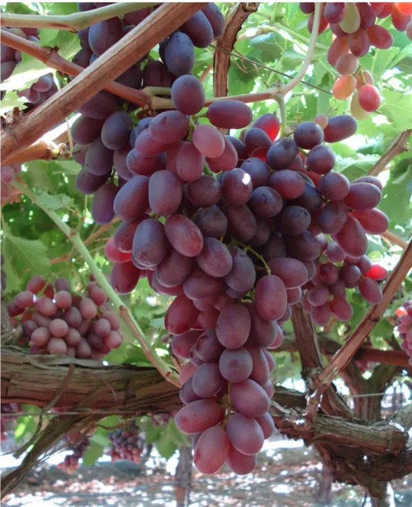 Red_Grapes_Plant_-_Grafted_&_Perennial