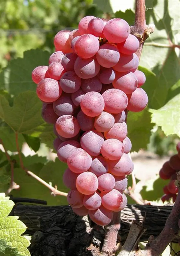 Red_Grapes_Plant_-_Grafted_&_Perennial
