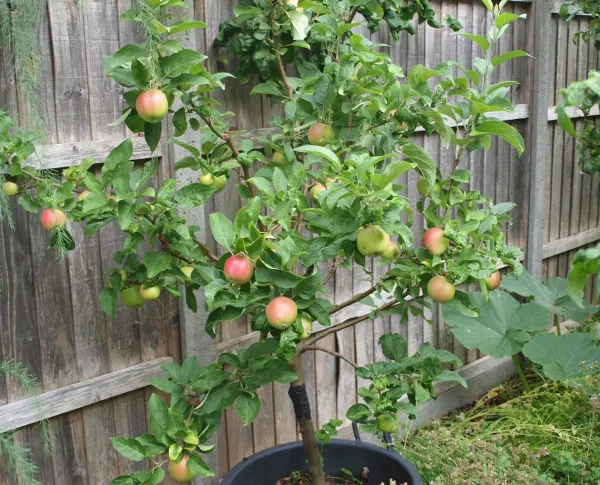 Red_Apple_Plant_-_Grafted_&_Perennial