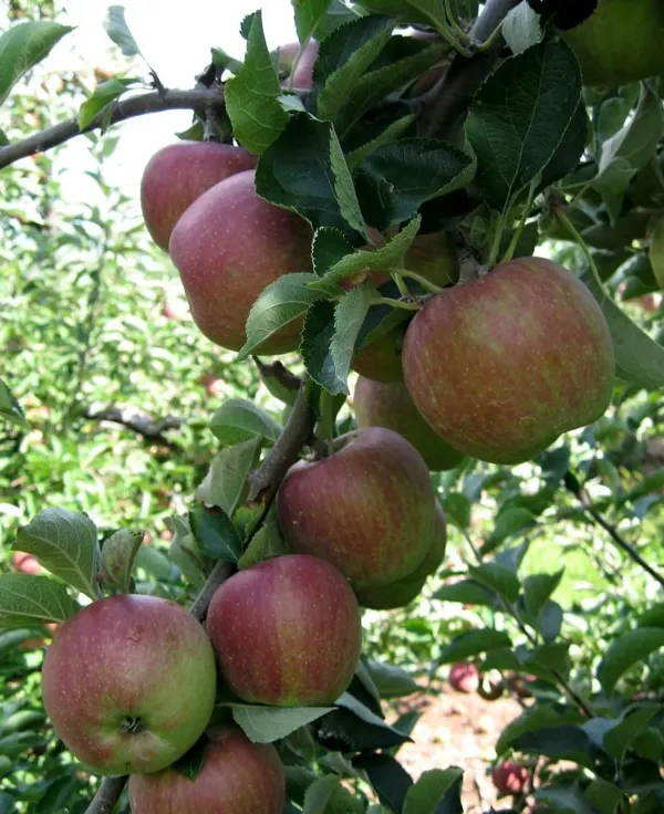 Red_Apple_Plant_-_Grafted_&_Perennial