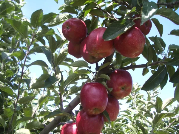 Red_Apple_Plant_-_Grafted_&_Perennial