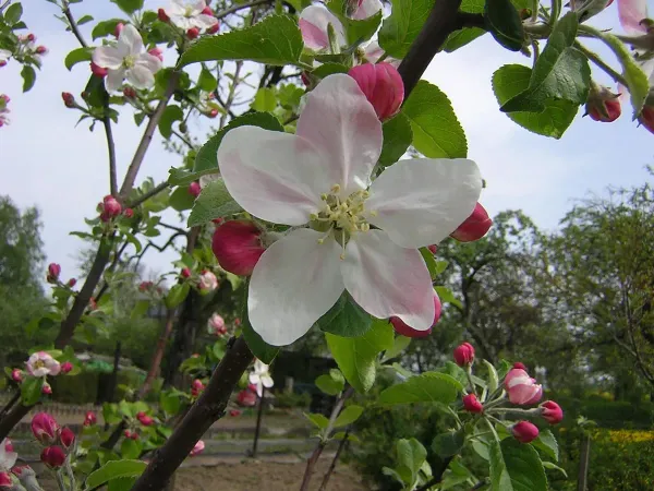 Red_Apple_Plant_-_Grafted_&_Perennial