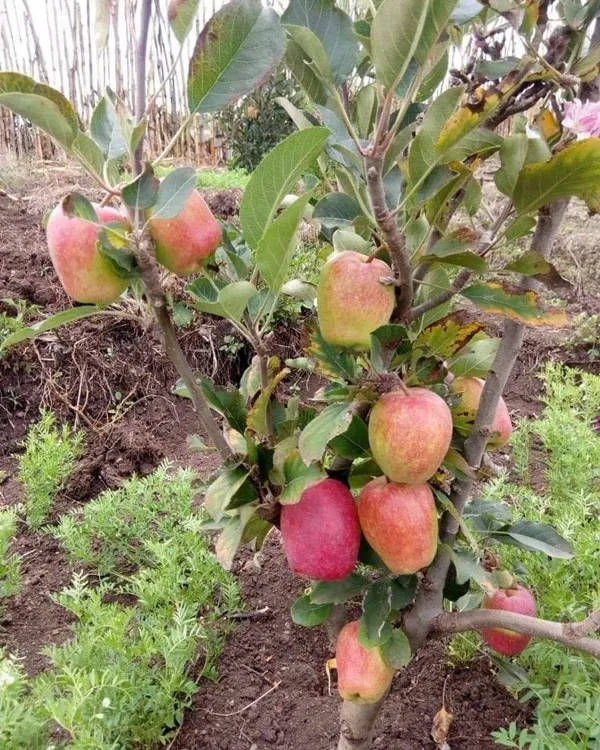 Red_Apple_Plant_-_Grafted_&_Perennial
