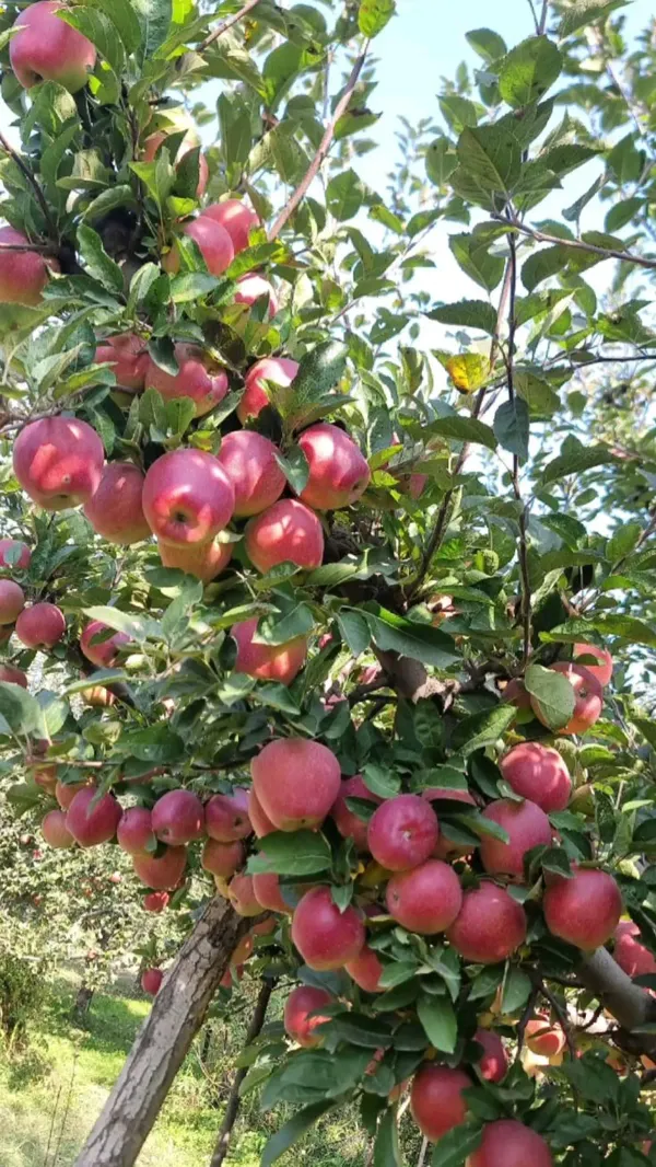 Red_Apple_Plant_-_Grafted_&_Perennial
