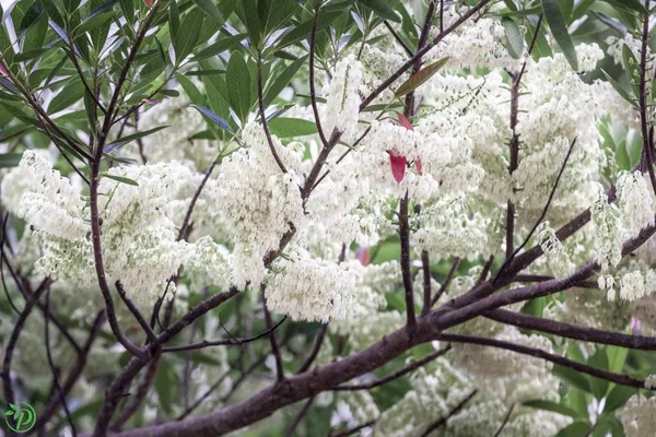 White_Rudrakha_Plant_-_Grafted_&_Perennial