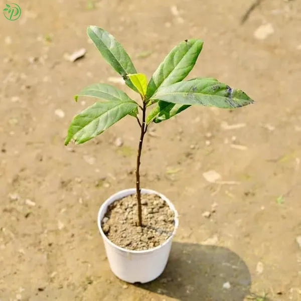 White_Rudrakha_Plant_-_Grafted_&_Perennial