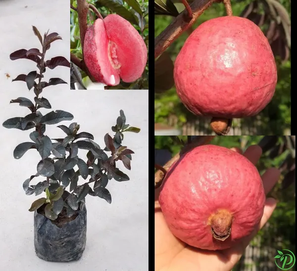 Red_Guava_Plant_-_Grafted_&_Perennial