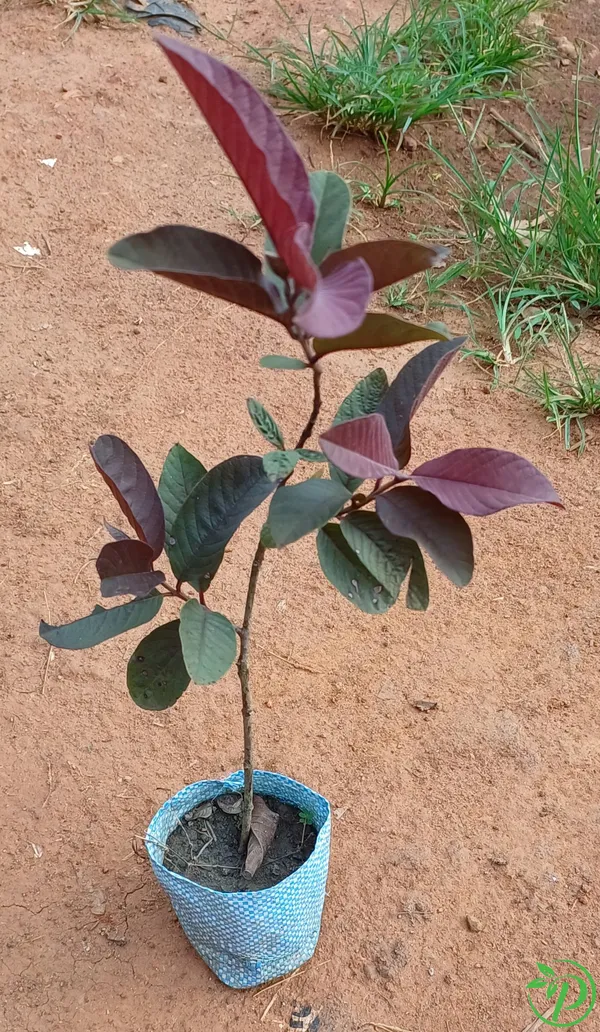 Red_Guava_Plant_-_Grafted_&_Perennial