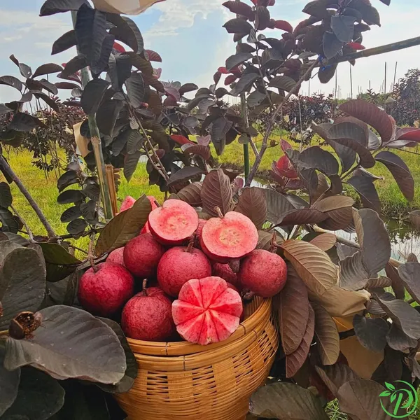 Red_Guava_Plant_-_Grafted_&_Perennial