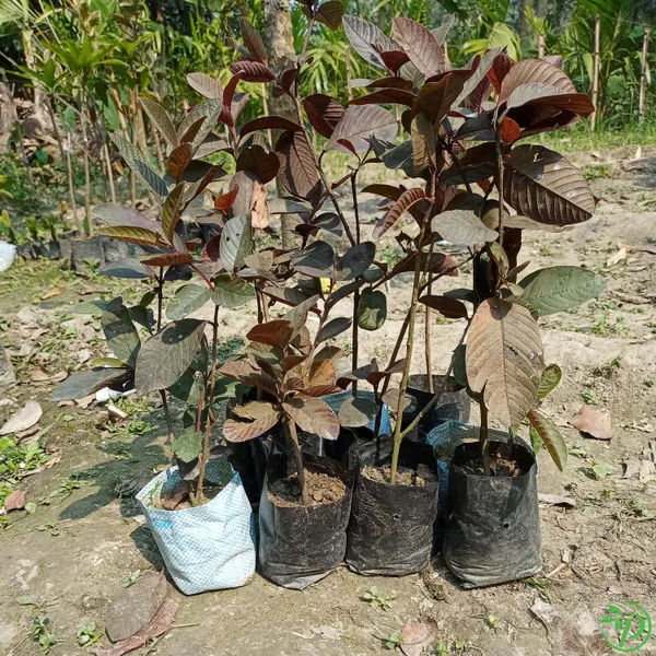 Red_Guava_Plant_-_Grafted_&_Perennial