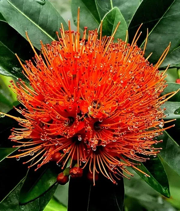 Red_First_Love_Plant_-_Grafted_&_Perennial
