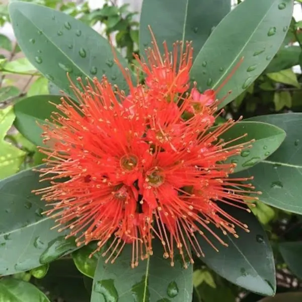 Red_First_Love_Plant_-_Grafted_&_Perennial