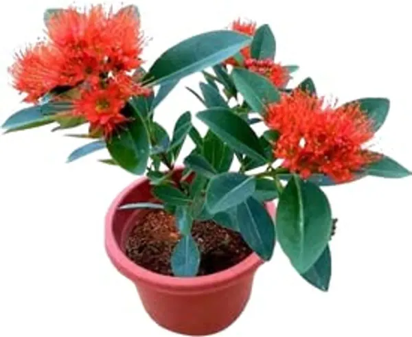 Red_First_Love_Plant_-_Grafted_&_Perennial