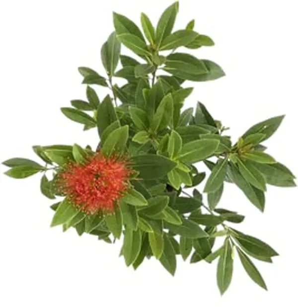 Red_First_Love_Plant_-_Grafted_&_Perennial