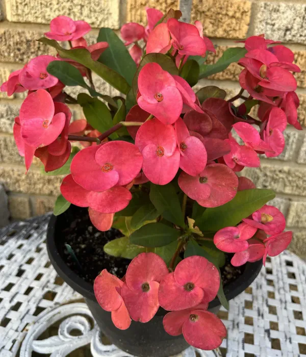 Pink_Euphorba_Plant_-_Grafted_&_Perennial