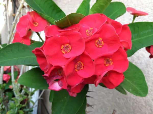 Pink_Euphorba_Plant_-_Grafted_&_Perennial