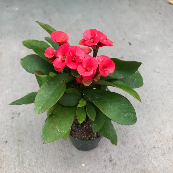 Pink_Euphorba_Plant_-_Grafted_&_Perennial