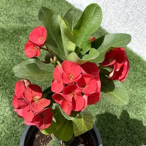 Pink_Euphorba_Plant_-_Grafted_&_Perennial