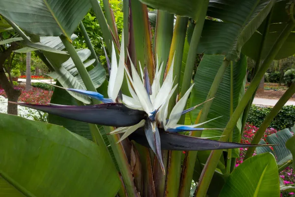 Purple_Bird_Of_Paradise_Stunning_Flower_Live_Plant_-_Grafted_&_Perennial