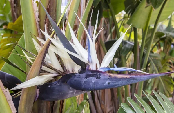 Purple_Bird_Of_Paradise_Stunning_Flower_Live_Plant_-_Grafted_&_Perennial