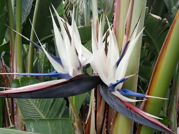 Purple_Bird_Of_Paradise_Stunning_Flower_Live_Plant_-_Grafted_&_Perennial
