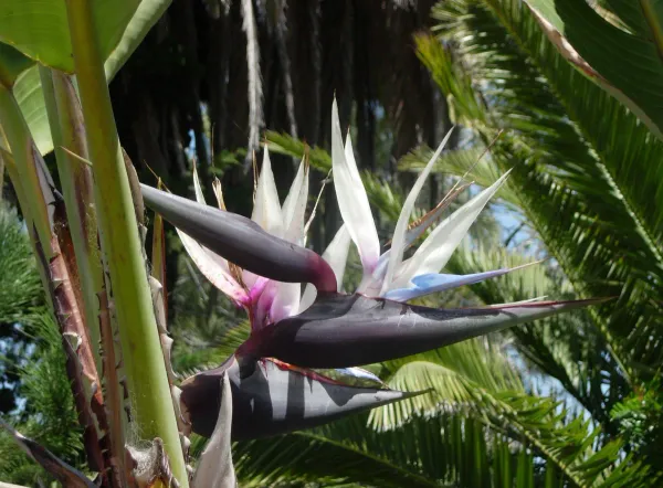 Purple_Bird_Of_Paradise_Stunning_Flower_Live_Plant_-_Grafted_&_Perennial