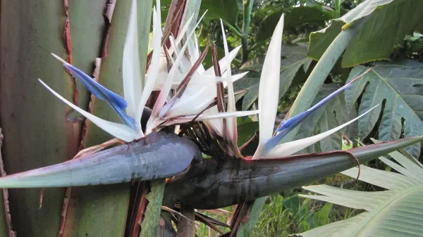 Purple_Bird_Of_Paradise_Stunning_Flower_Live_Plant_-_Grafted_&_Perennial