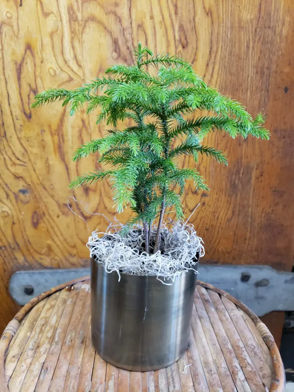 Green_Christmas_Tree_-_Grafted_&_Perennial
