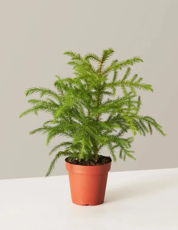 Green_Christmas_Tree_-_Grafted_&_Perennial