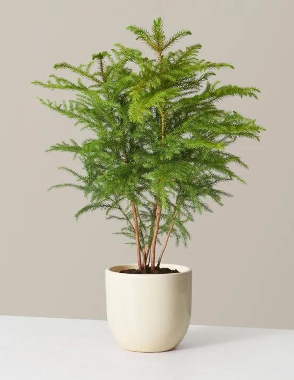 Green_Christmas_Tree_-_Grafted_&_Perennial