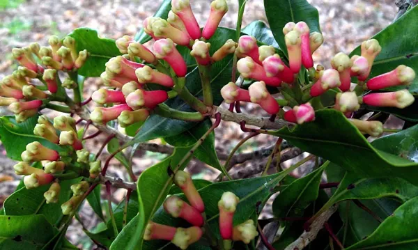 Black_Clove_Plant_-_Grafted_&_Perennial