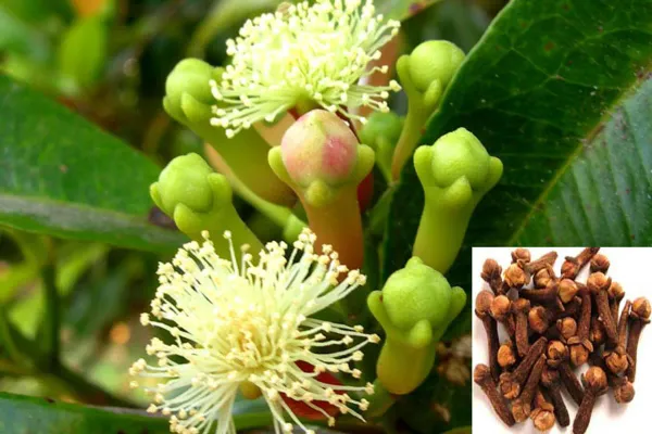 Black_Clove_Plant_-_Grafted_&_Perennial