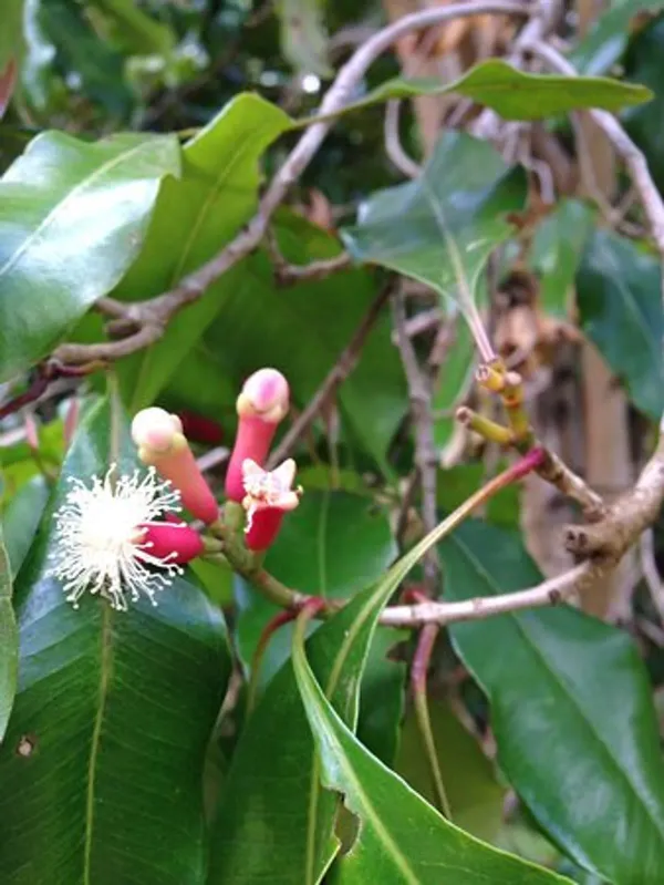 Black_Clove_Plant_-_Grafted_&_Perennial