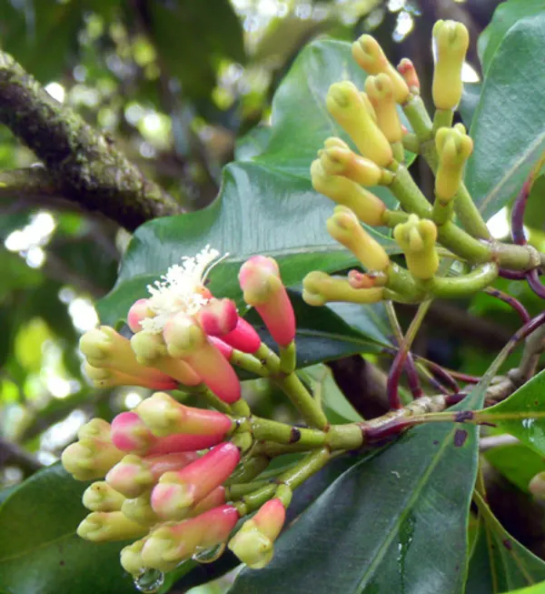 Black_Clove_Plant_-_Grafted_&_Perennial