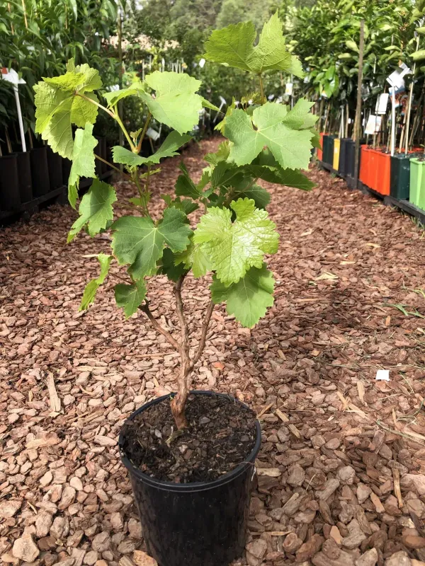 Black_Grapes_Plant_-_Grafted_&_Perennial