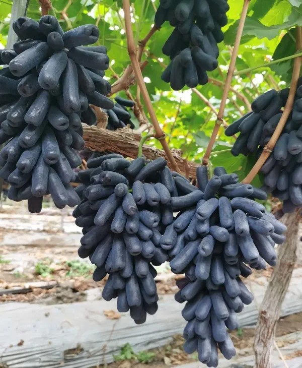 Black_Grapes_Plant_-_Grafted_&_Perennial