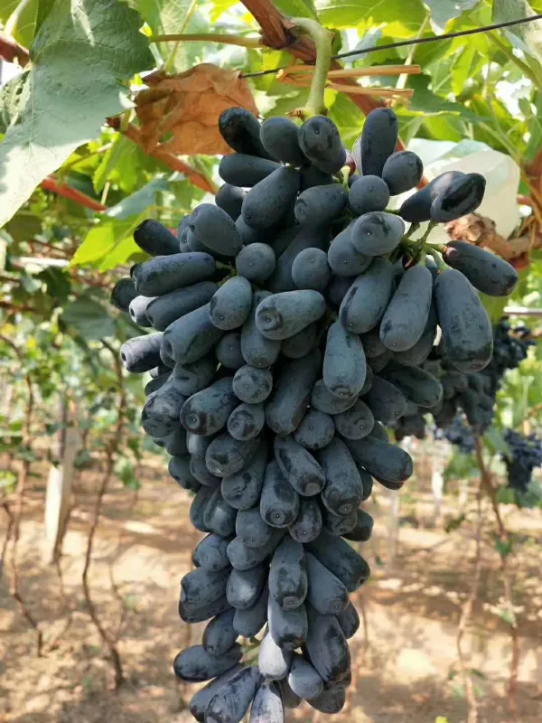 Black_Grapes_Plant_-_Grafted_&_Perennial