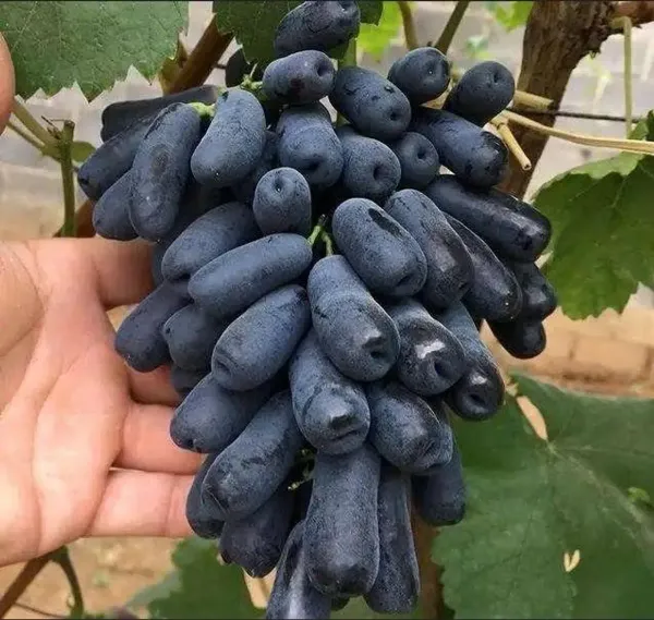 Black_Grapes_Plant_-_Grafted_&_Perennial