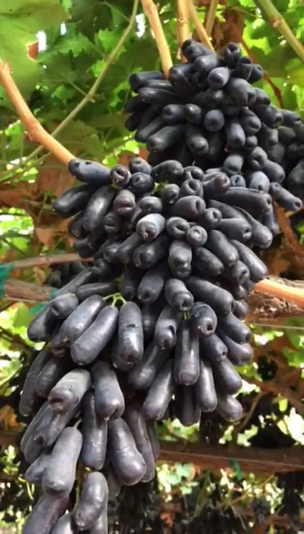 Black_Grapes_Plant_-_Grafted_&_Perennial