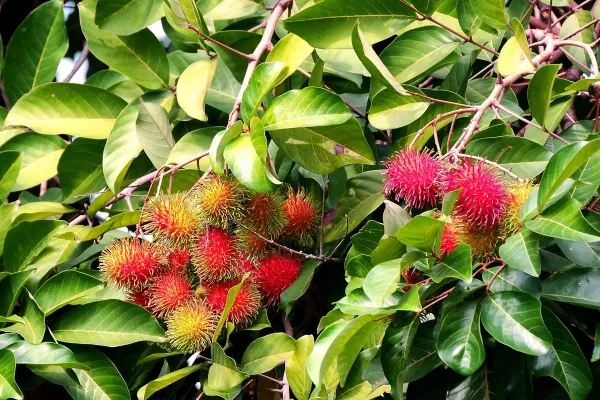 Red_Rambutan_Plant_-_Grafted_&_Perennial