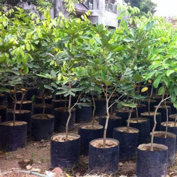 Red_Rambutan_Plant_-_Grafted_&_Perennial