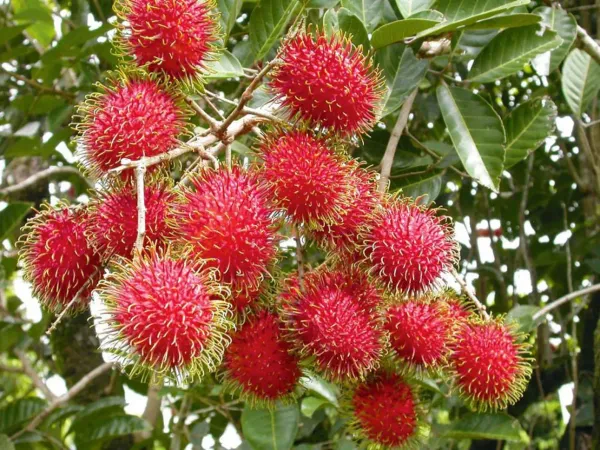 Red_Rambutan_Plant_-_Grafted_&_Perennial