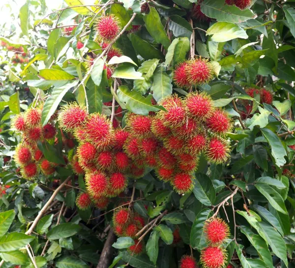Red_Rambutan_Plant_-_Grafted_&_Perennial