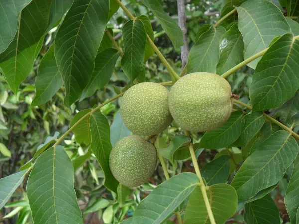 Brown_Walnut_Plant_-_Grafted_&_Perennial