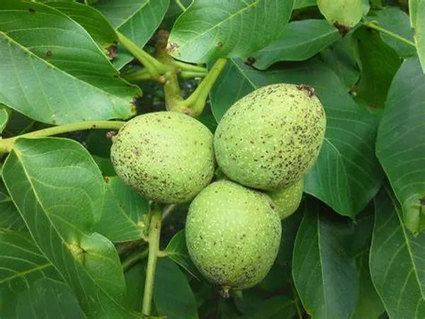 Brown_Walnut_Plant_-_Grafted_&_Perennial